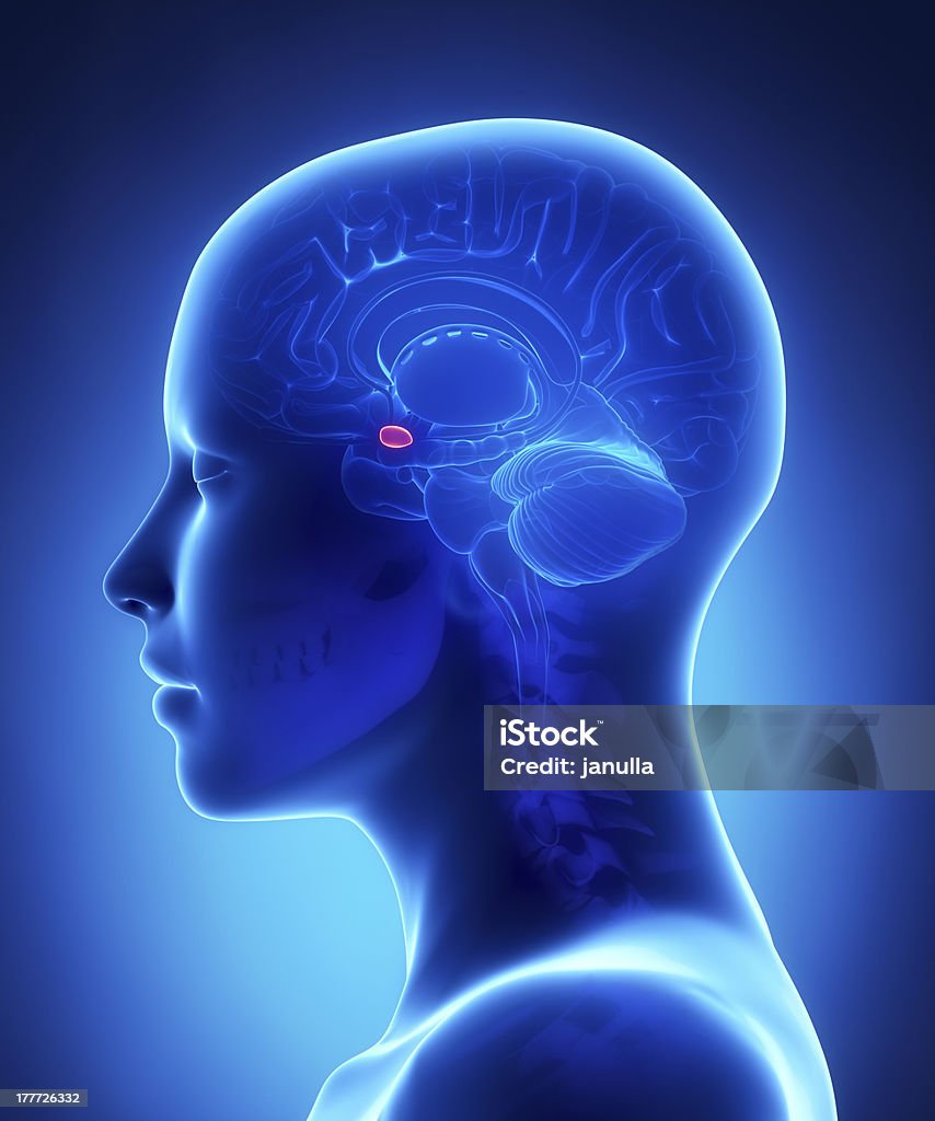 Amygdala - female brain anatomy lateral view Amygdala - female brain anatomy in 3D view Amygdala Stock Photo