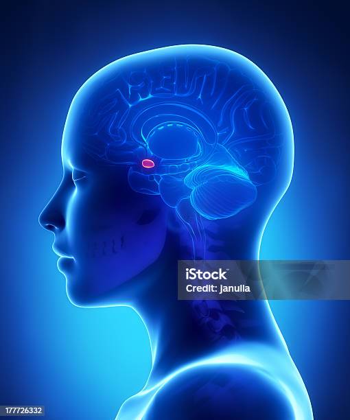 Amygdala Female Brain Anatomy Lateral View Stock Photo - Download Image Now - Amygdala, Human Brain, Women