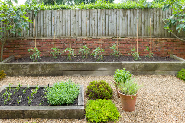 istock Small English kitchen garden with herbs and tomato plants, UK 1777263719