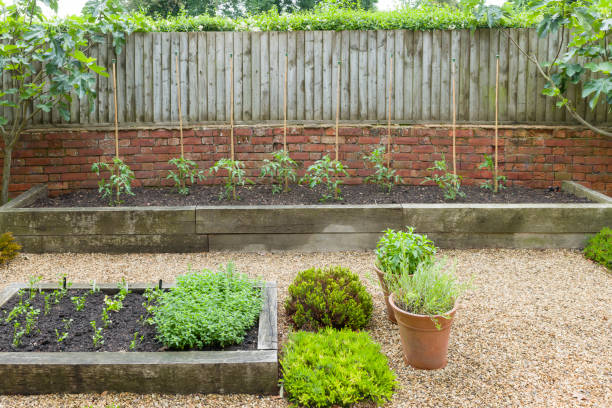 mały angielski ogród kuchenny z ziołami i pomidorami, wielka brytania - planting tomato vegetable garden vegetable zdjęcia i obrazy z banku zdjęć
