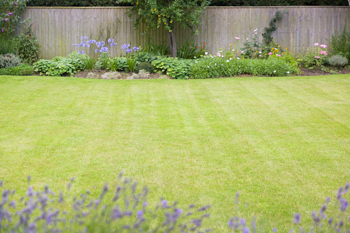 Detail of a green grass lawn in a UK back garden with flower borders. Focus on the lawn.