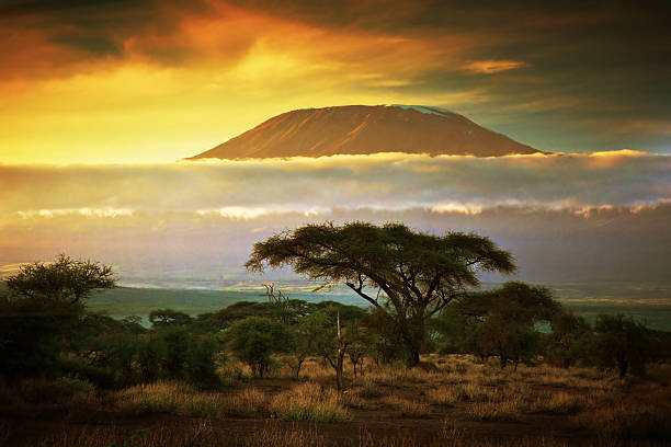 berg kilimandscharo. savanna in amboseli, kenia - mountain peak famous place outdoors landscape stock-fotos und bilder