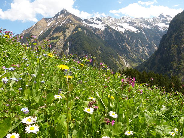 blumen und kräuter wiese in den alpen - bergwiese stock-fotos und bilder