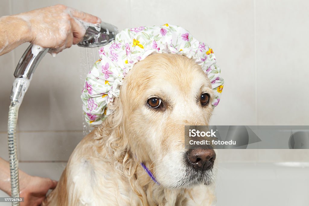 Bathroom to a dog A dog taking a shower with soap and water Animal Stock Photo