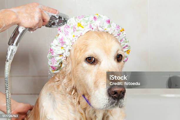 Bathroom To A Dog Stock Photo - Download Image Now - Animal, Animal Body Part, Animal Hair