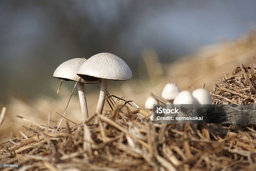 Pilze - Lizenzfrei Farbton Stock-Foto