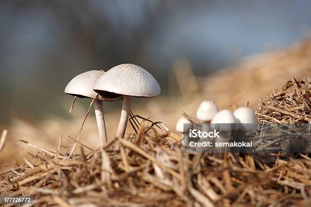 버섯 0명에 대한 스톡 사진 및 기타 이미지 - 0명, Cantharellus, 가을