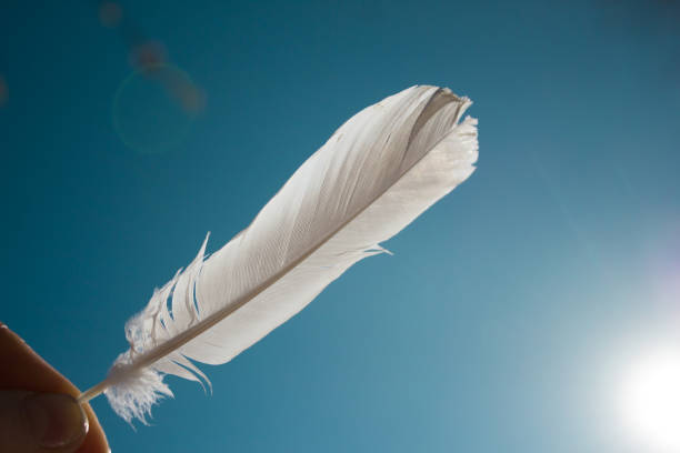 istock Light weight of white feather 1777268361