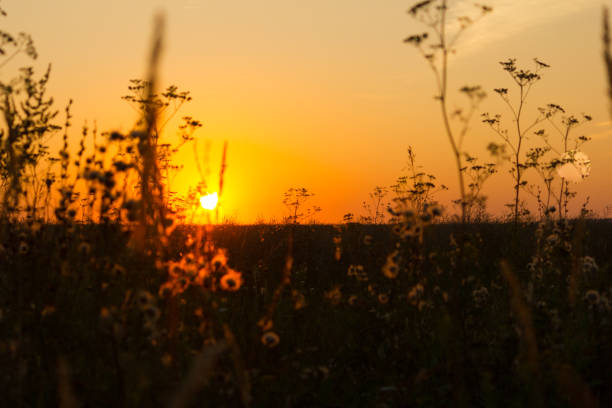 istock Close up of grass and flowers 1777268397
