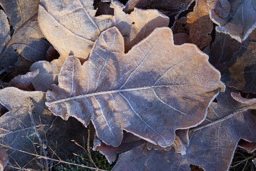 Background of Frozen autumn leaves