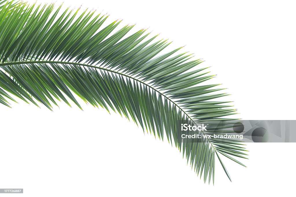 Folhas de palmeira - Foto de stock de Abstrato royalty-free