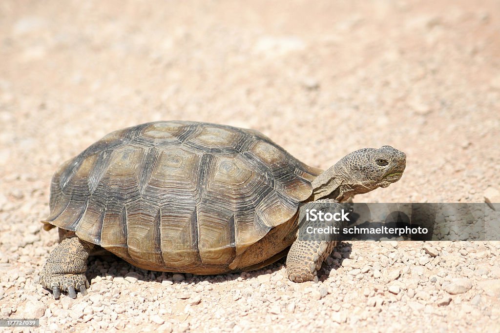 Pustynny turtle - Zbiór zdjęć royalty-free (Brązowy)