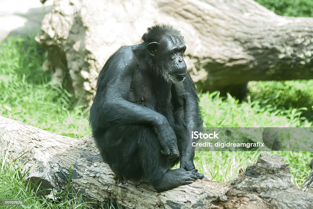 male silver back gorilla sitting Africa Stock Photo