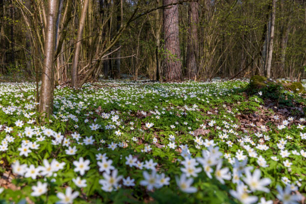 istock the first spring flowers of anemone are white in a mixed forest 1777271704