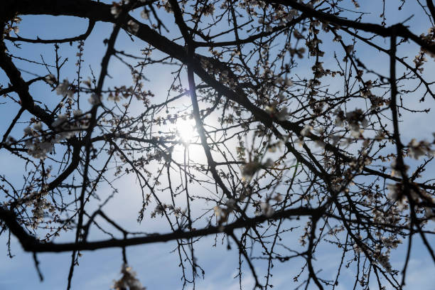 istock blooming berry cherry in the spring season 1777271723