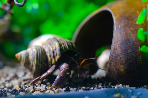 hermit crab trying to fit into a coconut shell - hermit crab pets animal leg shell imagens e fotografias de stock