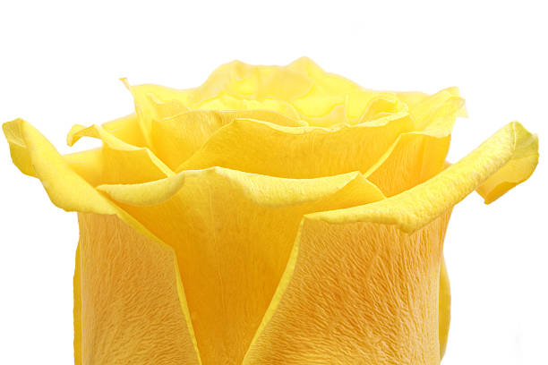 istock Beautiful yellow rose flower. Closeup 177727291