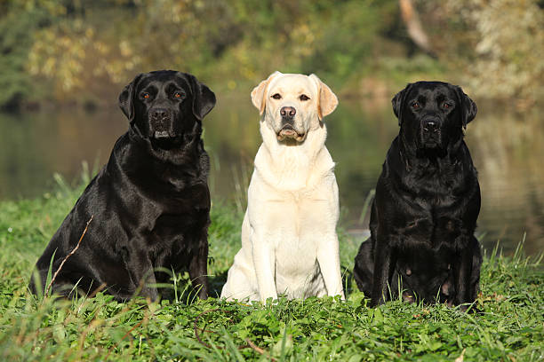 istock Three dogs in front of the water 177727563