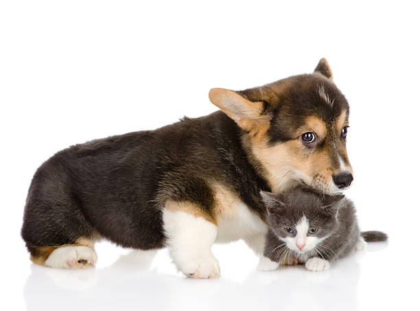 istock Pembroke Welsh Corgi puppy and cat 177727732
