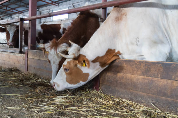 istock A herd of cows on a farm. Livestock complex. Raising cattle. 1777279656
