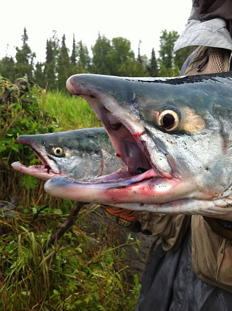 Fish pose stock photo