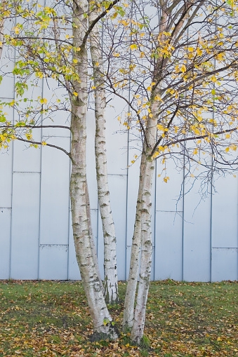 Silver Birch trees during autumn loosing leaves UK
