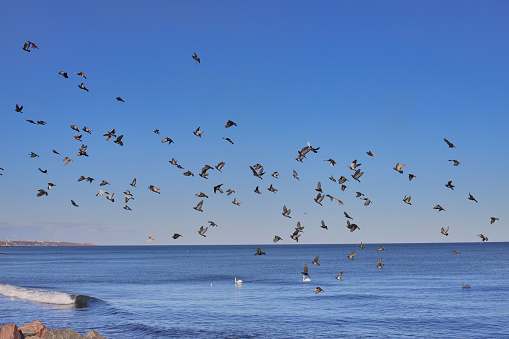 A large flock of pigeons flying over the sea with blue color of sky in the background