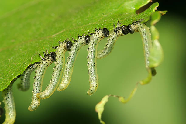 istock groups of insects eating leaves 177728030
