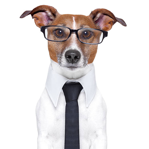 business dog stock photo