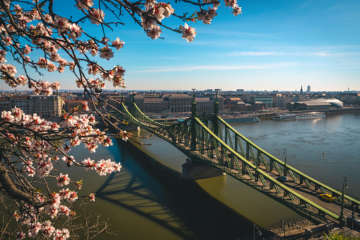 Amazing panorama with fresh spring flowery branches and famous Liberty Bridge over the Danube river, Budapest, Hungary, Europe