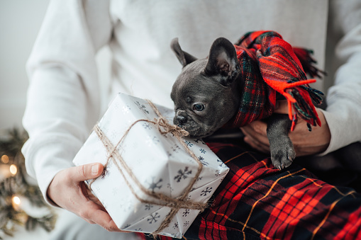 Cute young french bulldog puppy with blue eyes spending time on hands with owner at home holiday Christmas setting. Happy stylish pet doggy dressed Xmas clothing celebrating New Year winter vacations