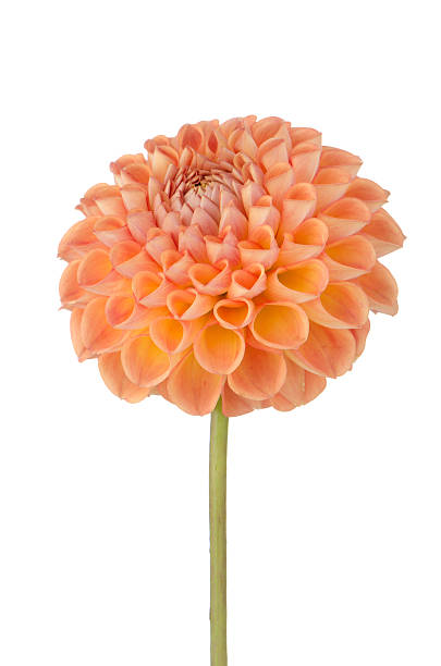 istock Orange dahlia flower 177728239