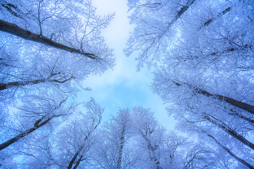 Snowy forest in amazing winter at sunset. Colorful landscape with trees in snow, blue sky. Snowfall in woods. Wintry woodland. Snow covered forest at dusk. Nature background. Trees in hoar. View up