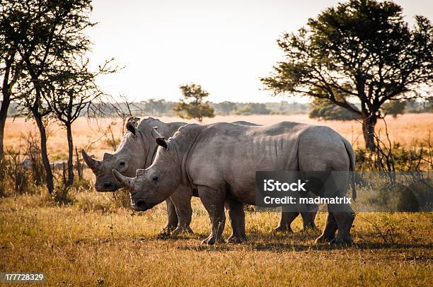 Two Rhino Stock Photo - Download Image Now - Africa, Animal, Animal Body Part