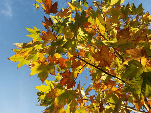 istock Autumn Golden Leaves Sky 1777285377