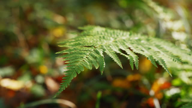 SLO MO Fresh Green Ferns Swaying in Forest during Autumn