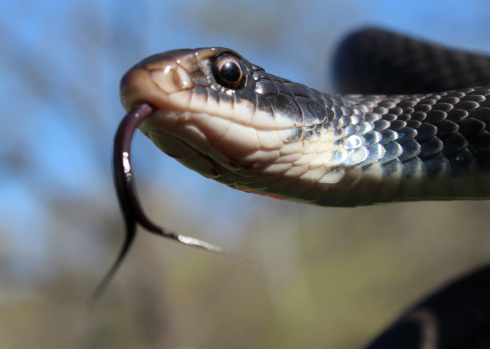 A southern black racer snake, a common non-venomous snake, close up of head flicking its forked tonque out with a mottled natural tree background.