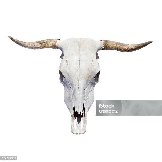 Bull Skull Stock Photo - Download Image Now - Animal, Animal Body Part, Animal Bone
