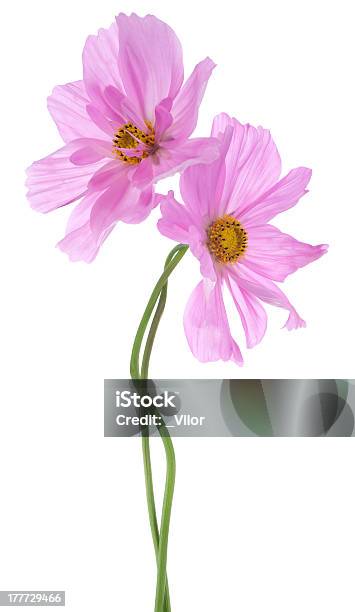 Cosmos 0명에 대한 스톡 사진 및 기타 이미지 - 0명, 꽃-꽃의 구조, 꽃-식물