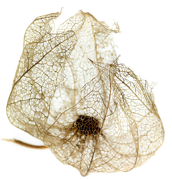 istock rottenchinese lantern detail 177729872