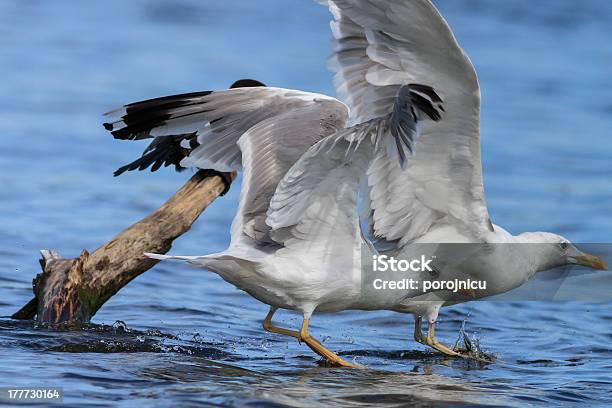 Foto de Gaivotas Em Voo e mais fotos de stock de Animal - Animal, Animal selvagem, Asa animal