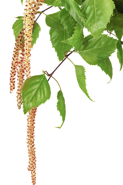 birch catkins isolado no fundo branco. - forest flower aments blossom - fotografias e filmes do acervo