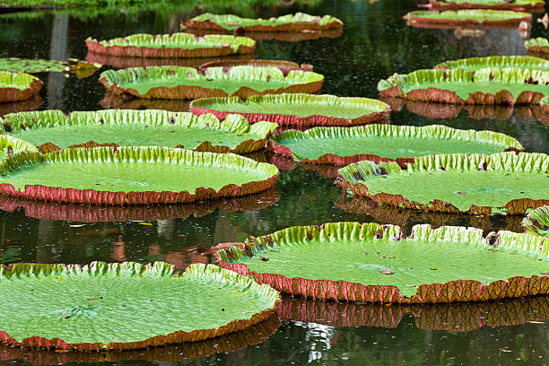 istock giant water lily, Mauritius, Africa 177730386