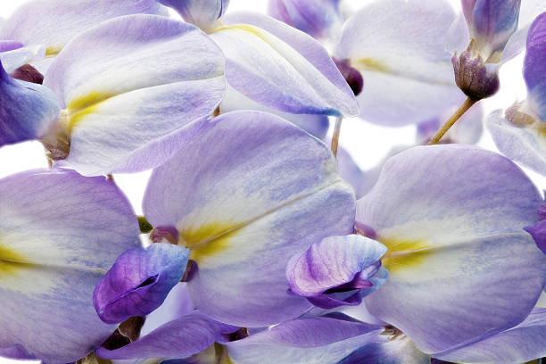 Beautiful Wisteria flowers isolated.On white background.