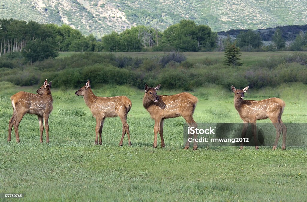 Elk Fawns Colorado - Foto de stock de Animal royalty-free