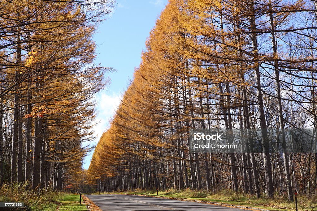 Autunno Larice del Giappone - Foto stock royalty-free di Acero giapponese