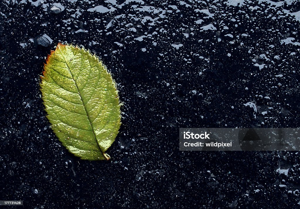 습함 잎 - 로열티 프리 가을 스톡 사진
