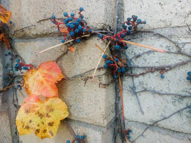 istock Autumn Leaves Yellow Blue Red Grapes 1777314551