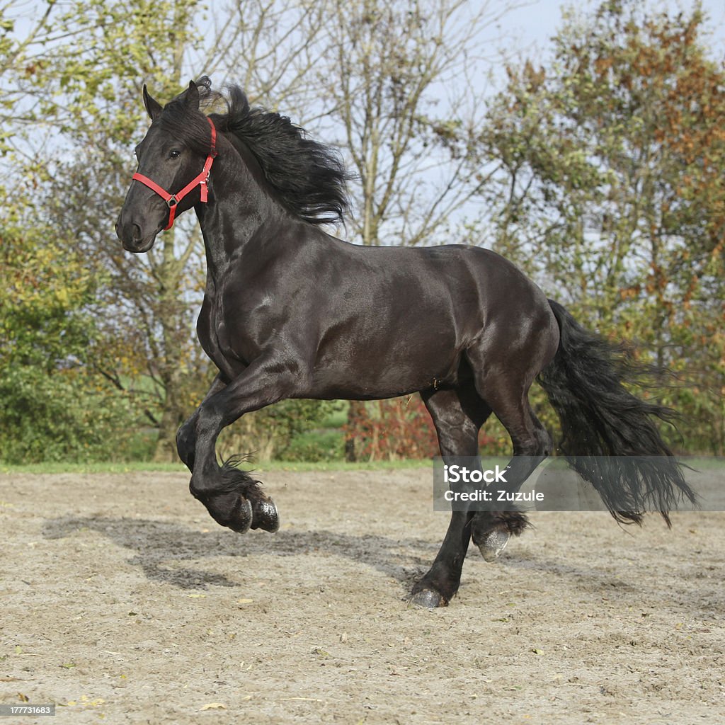 Preto friesian garanhão vermelho com halter - Foto de stock de Animal royalty-free