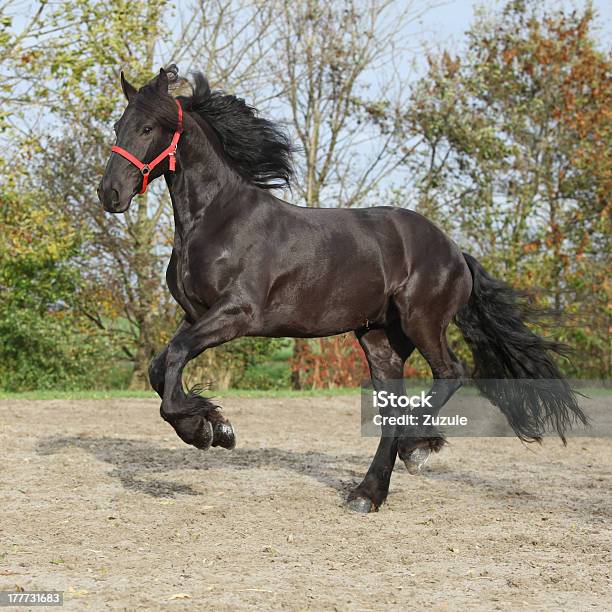 Foto de Preto Friesian Garanhão Vermelho Com Halter e mais fotos de stock de Animal - Animal, Animal doméstico, Atividade